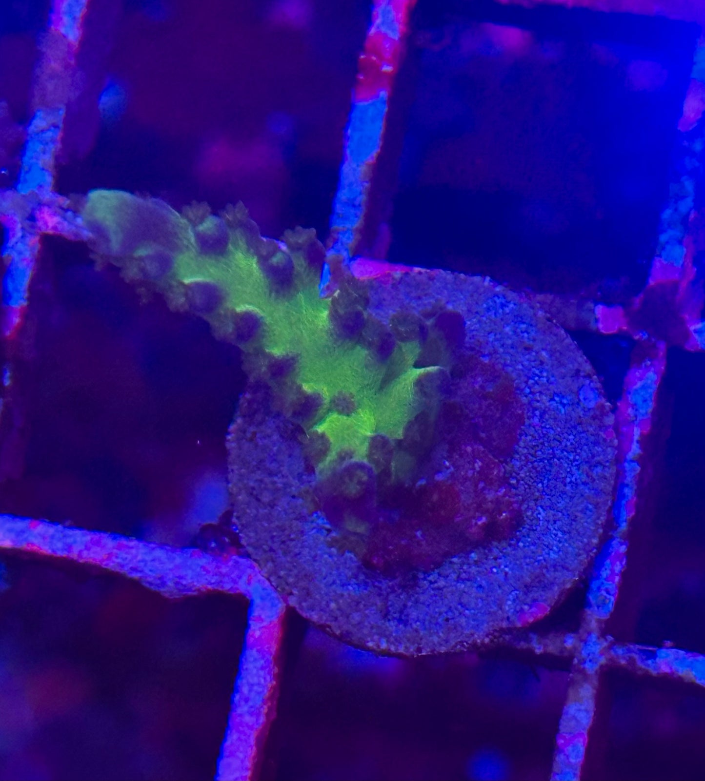 Miyagi Tort Acropora