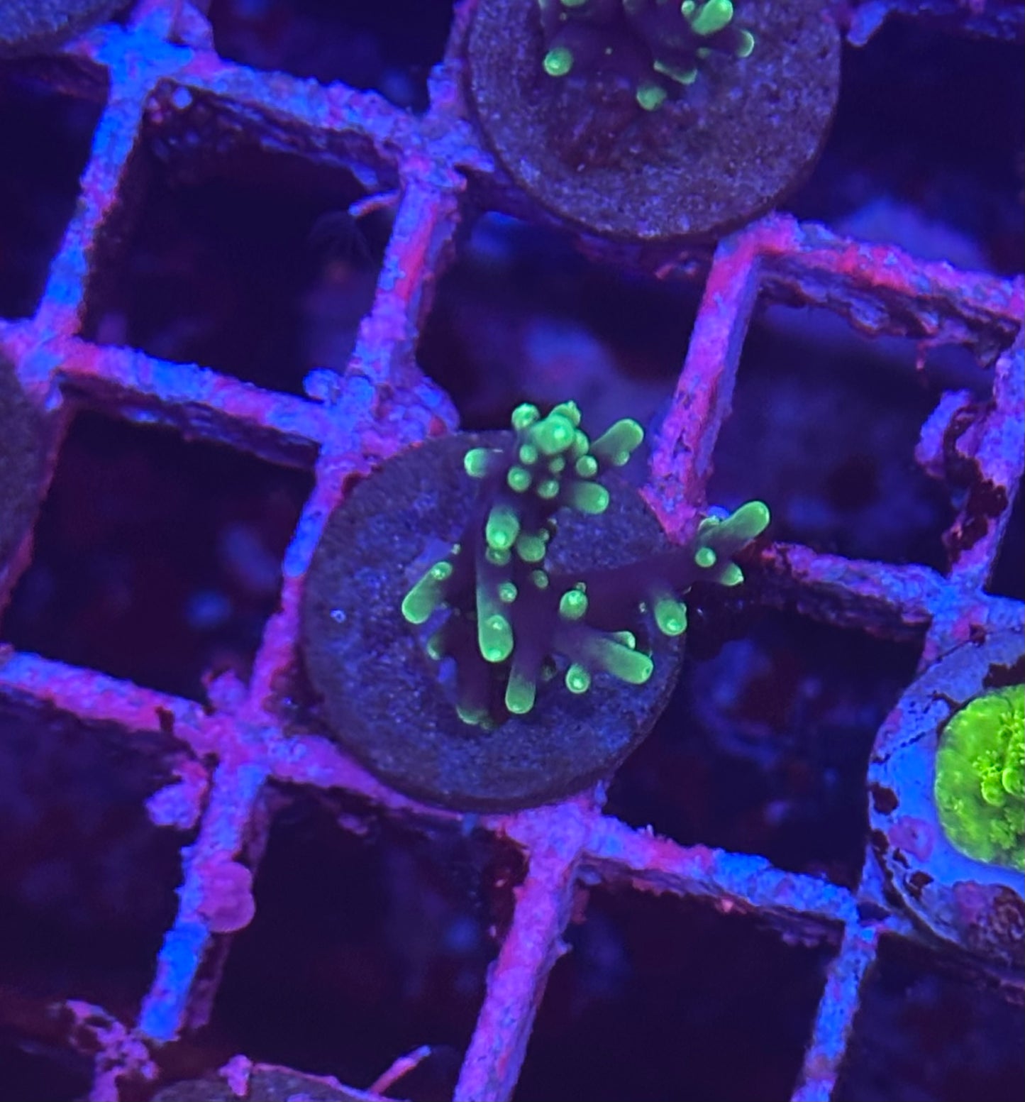 Last Dragon Acropora