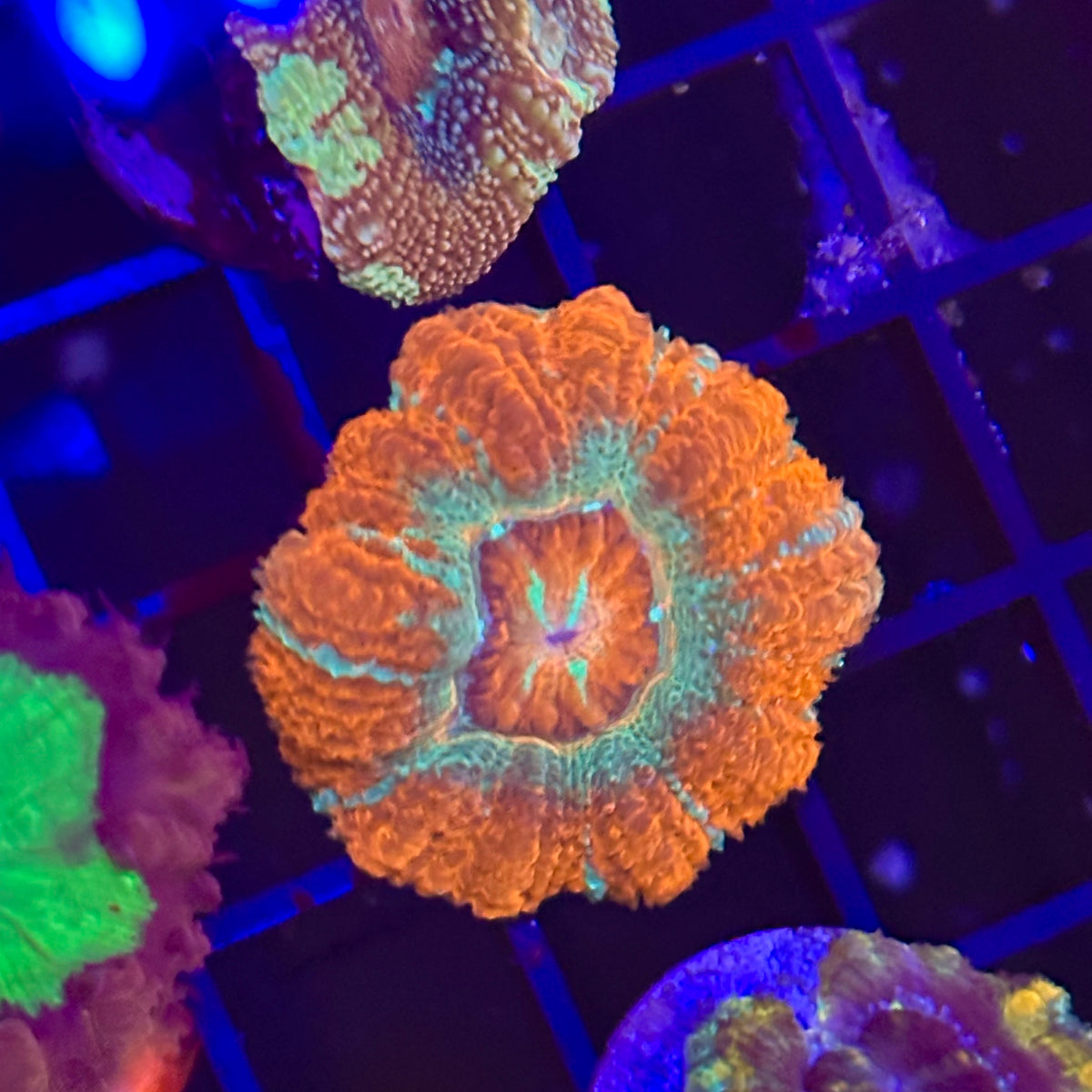 Islander Corals Showoff Acan