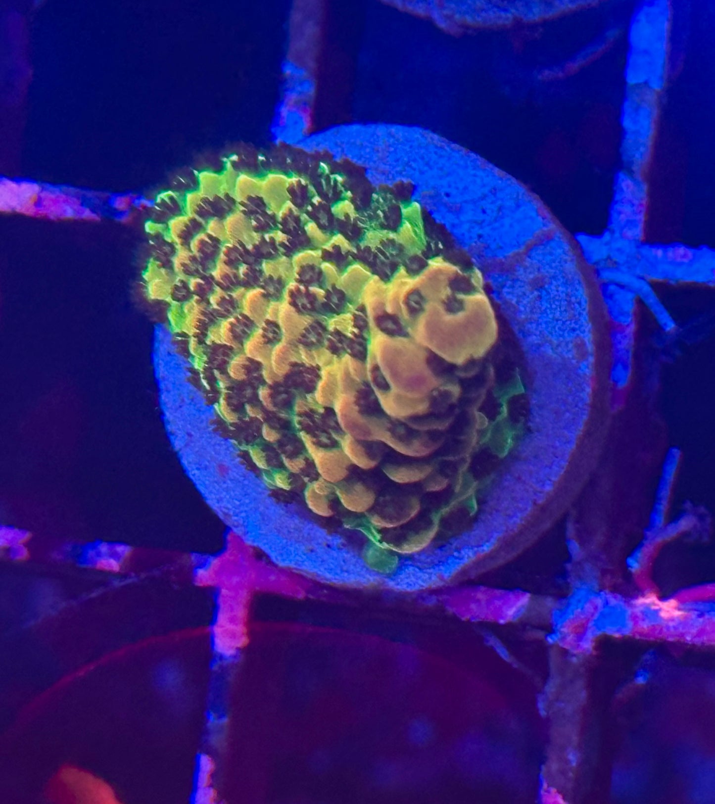 PC Rainbow Acropora