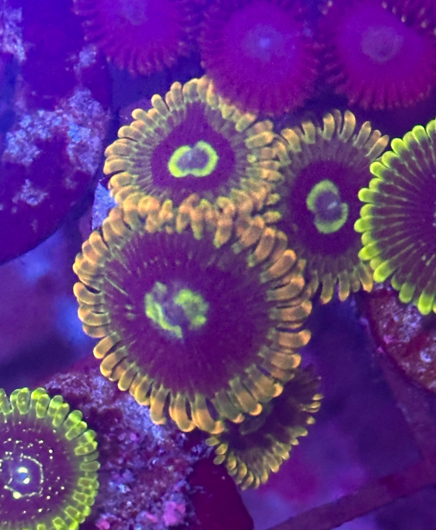 Yoda Zoa / Zoanthid