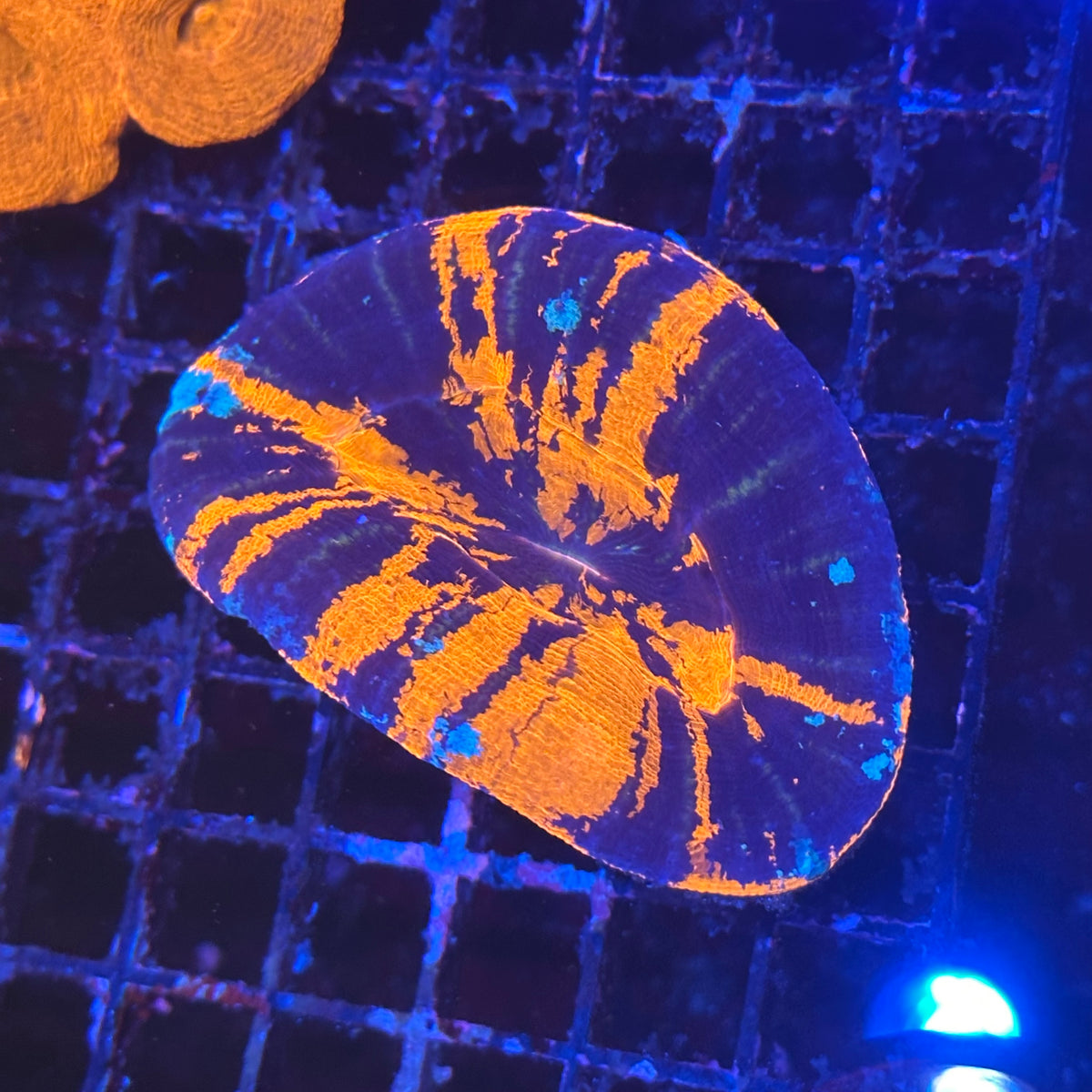 Warpaint Scoly / Scolymia