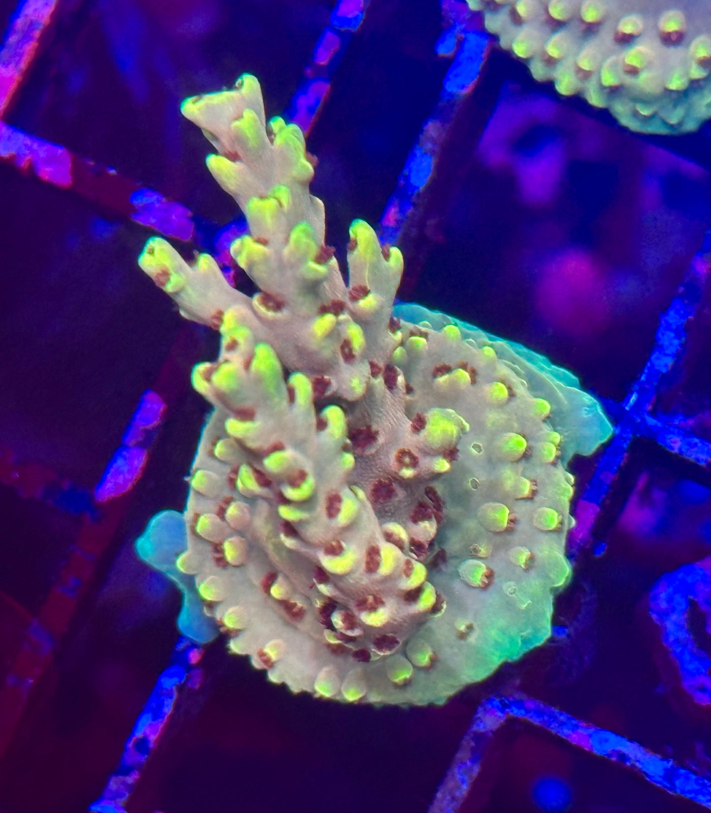 Islander Corals Yellow Speciosa