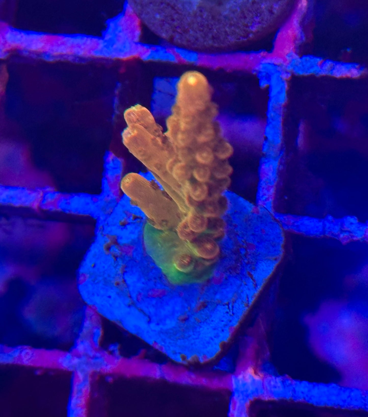 Rainbow Loom Acropora