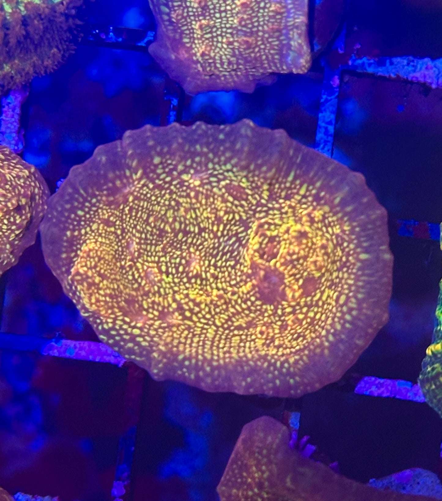 El Diablo Chalice Coral