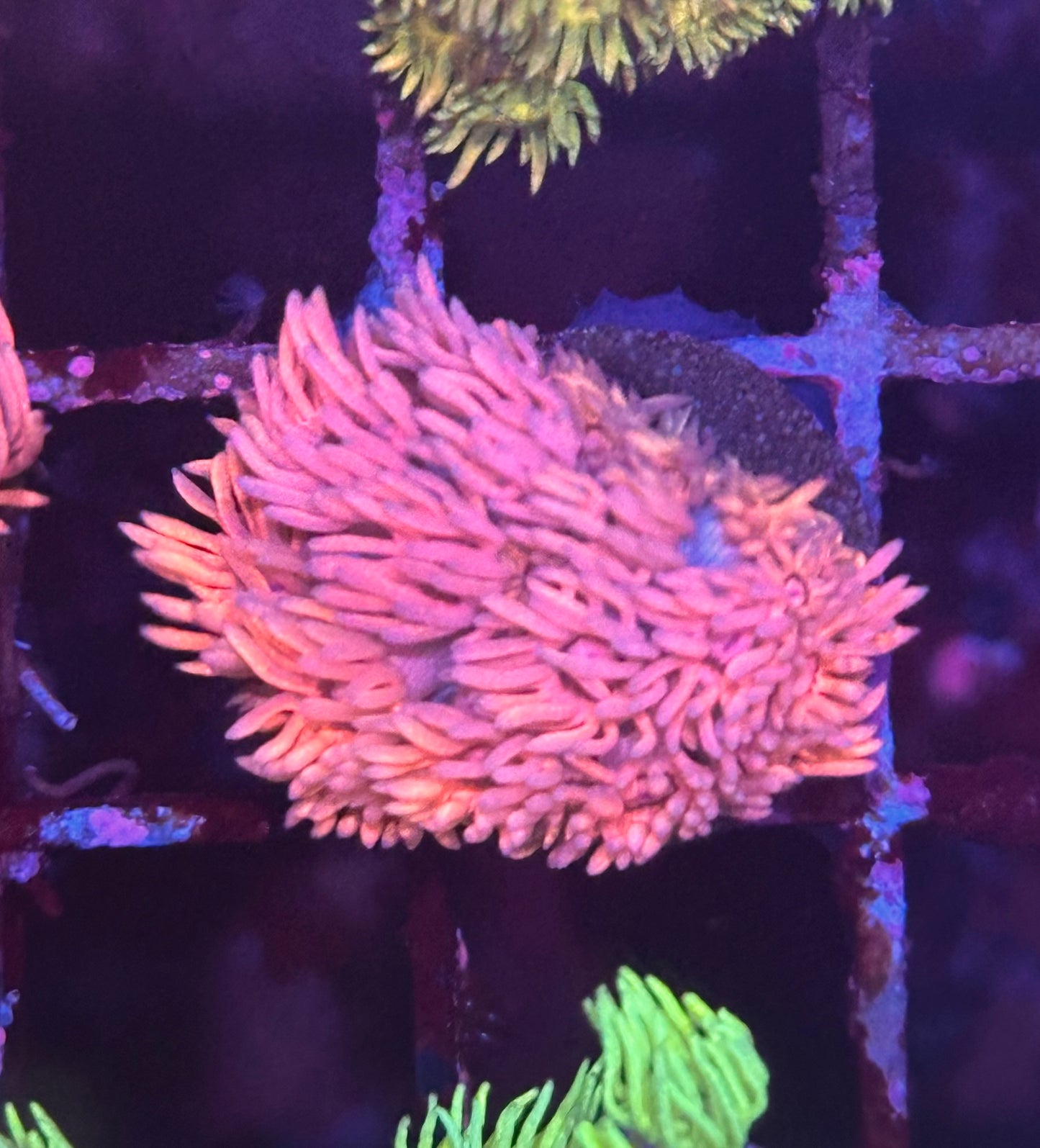 Goniopora / Goni - Cotton Candy