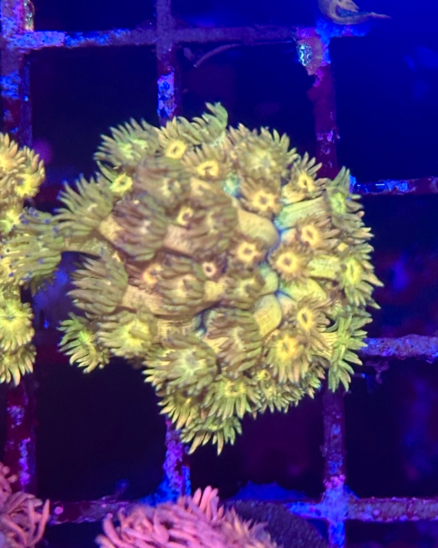 Goniopora / Goni - Gold