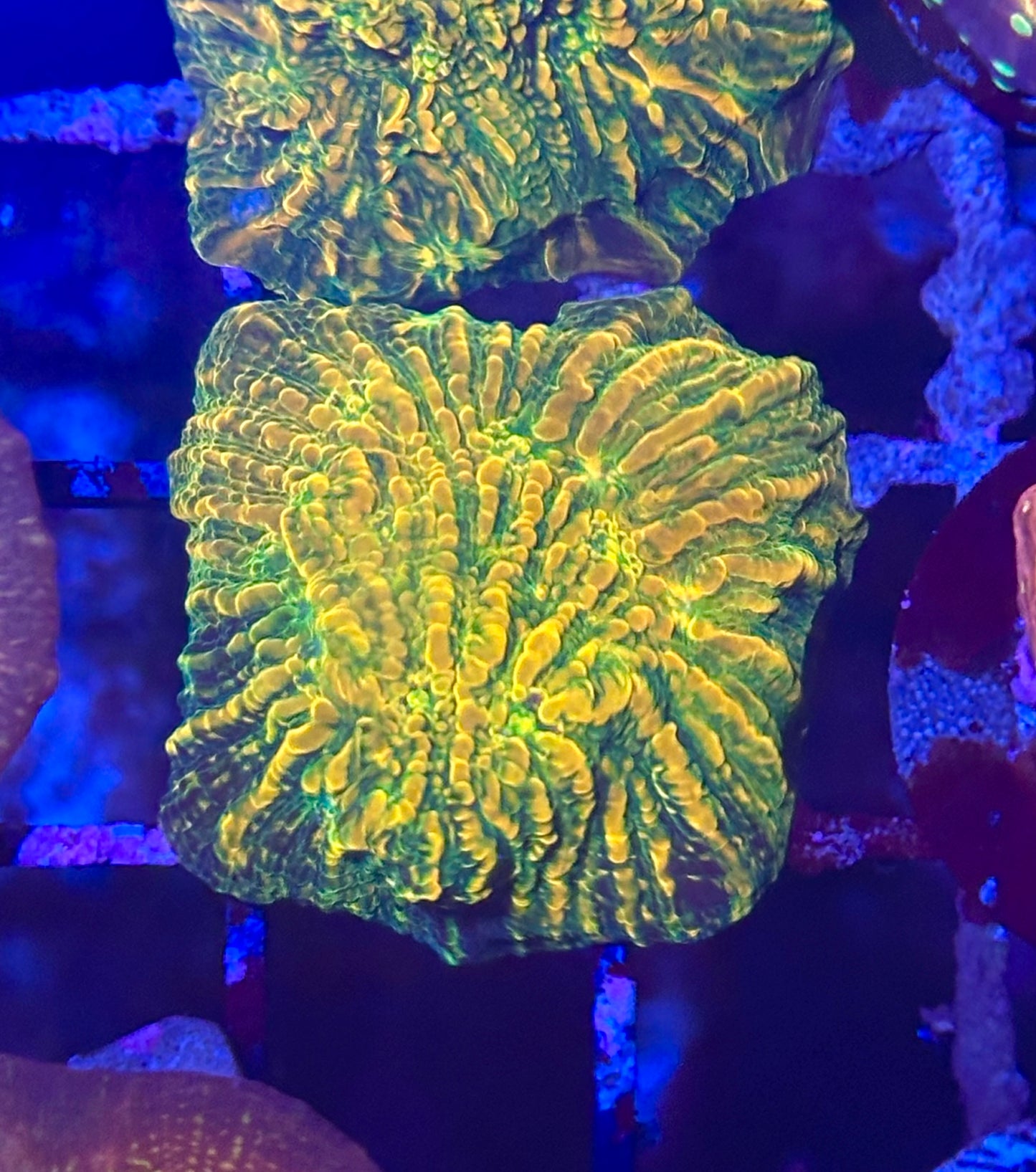 Stellaria Chalice Coral