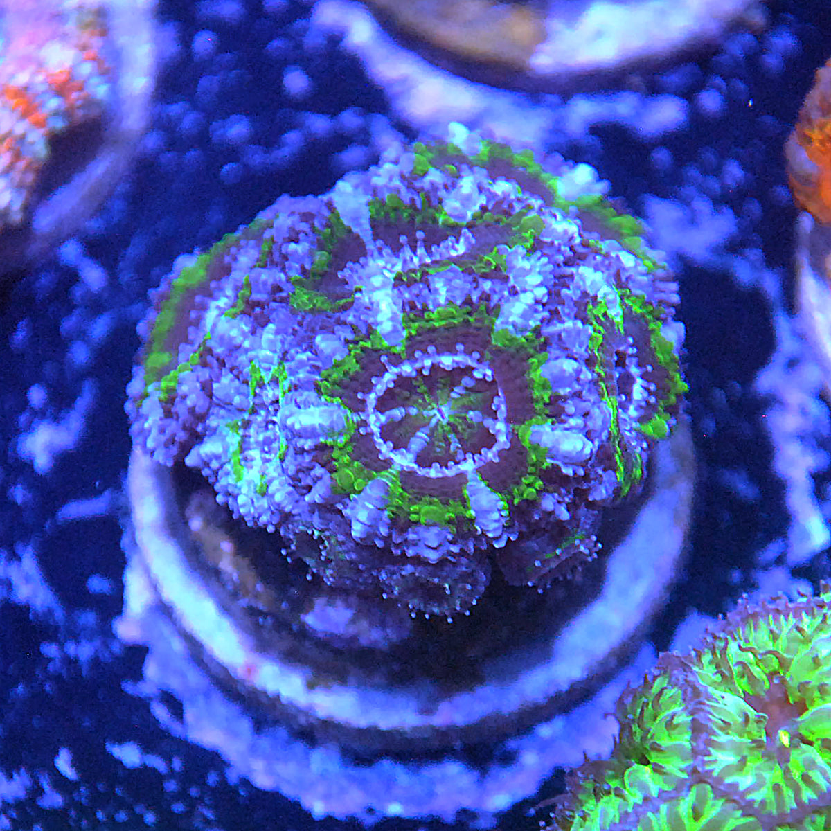 Islander Corals Joker Acan