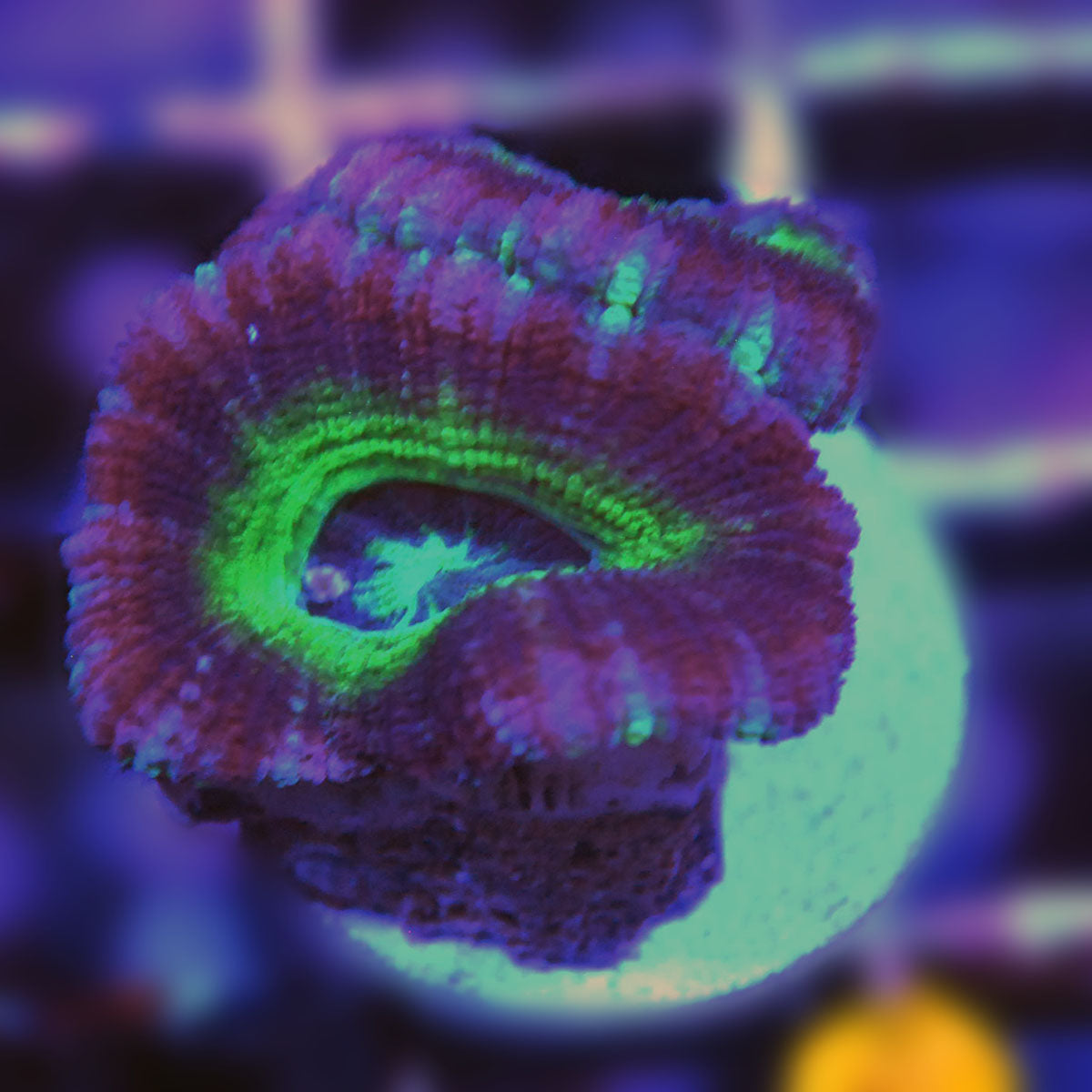 Asian Acan