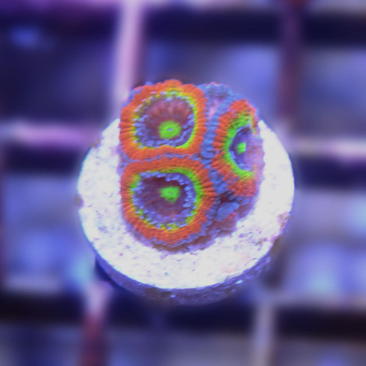 Holygrail Acan Micromussa