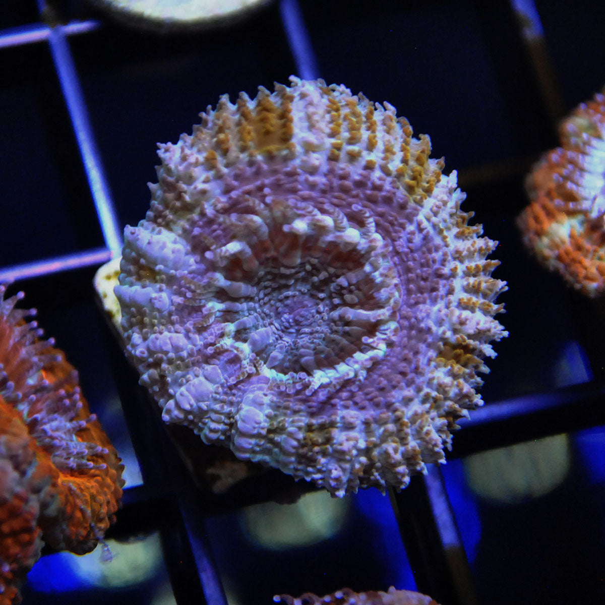 Islander Corals Lakers Acan