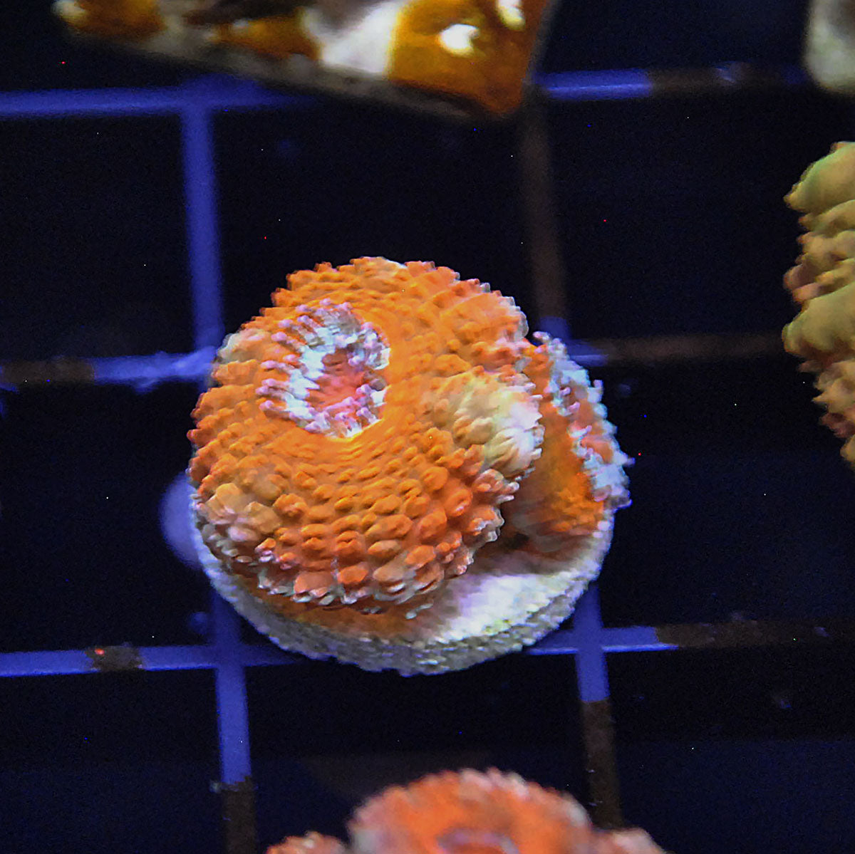 Islander Corals Tequila Sunrise Acan