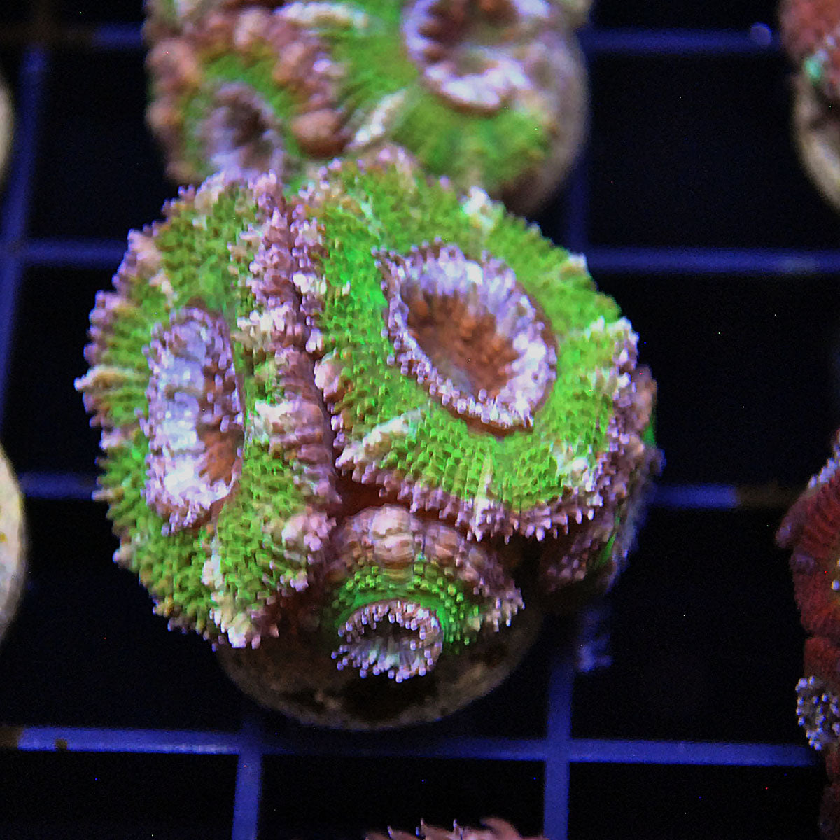 Islander Corals Kryptonite Acan