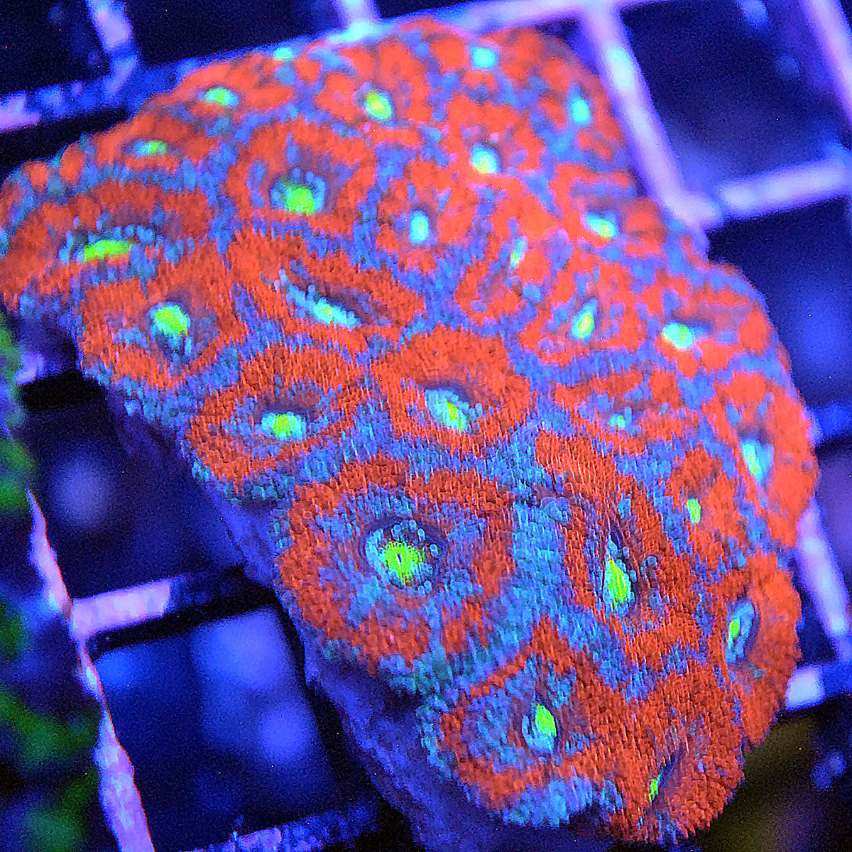 Islander Corals Red Wing Micromussa Acan