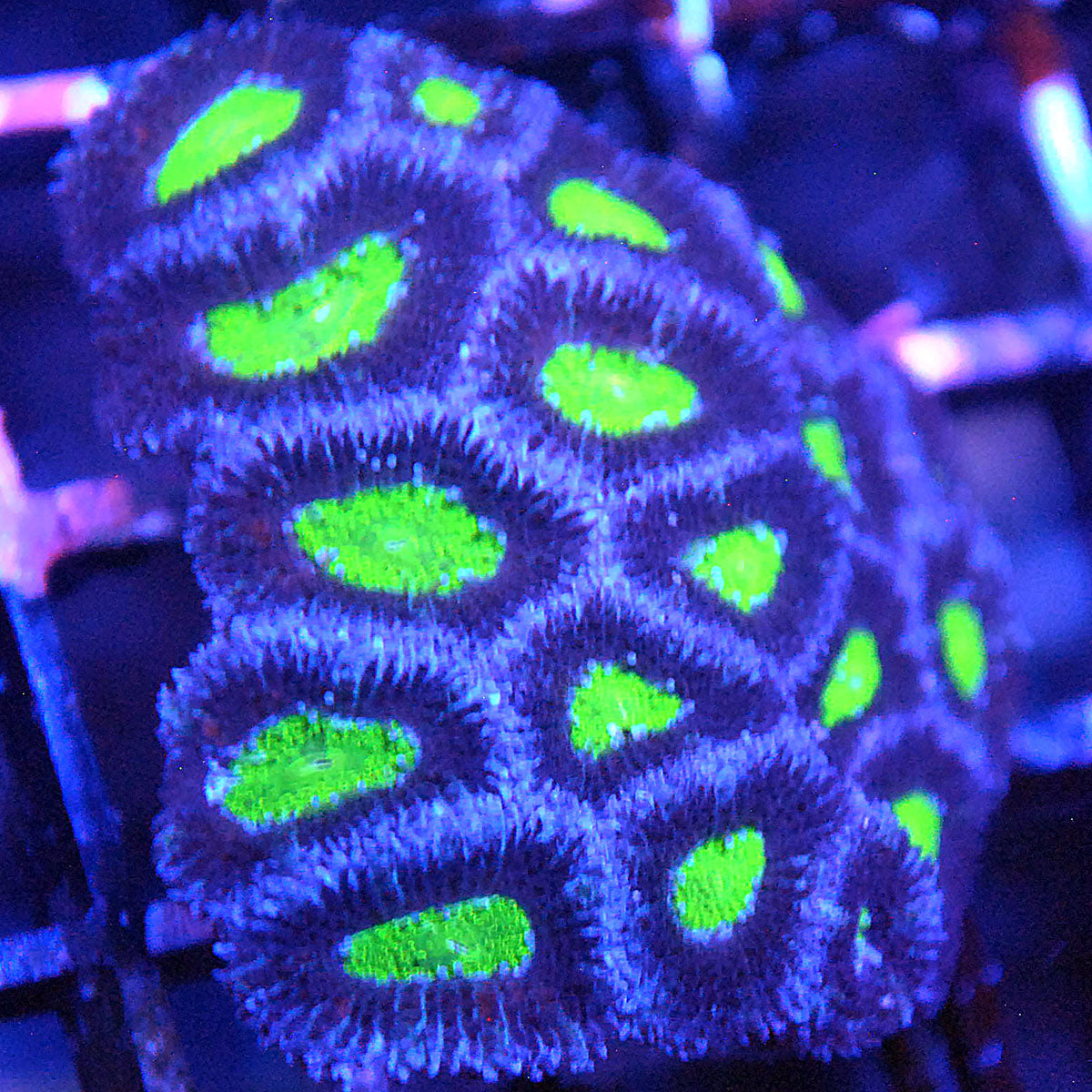 Islander Corals Alien Eyes Micromussa Acan