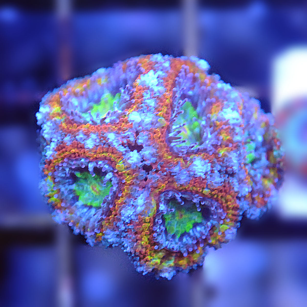 Islander Corals Shortcake Rainbow Acan