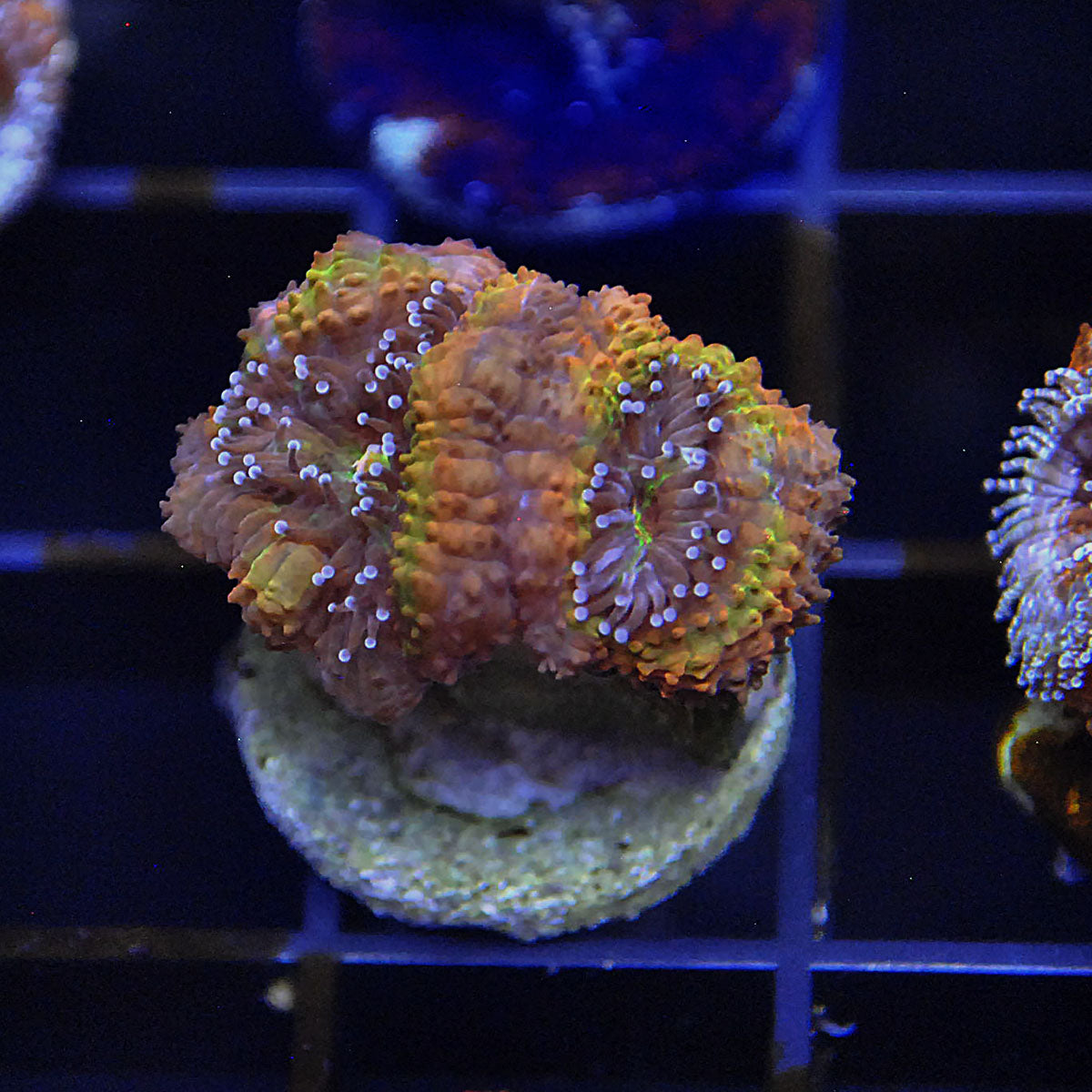 Islander Corals Signature Rainbow Acan