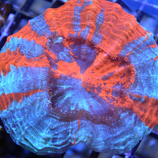 Acanthophyllia / Acantho / Meat Coral