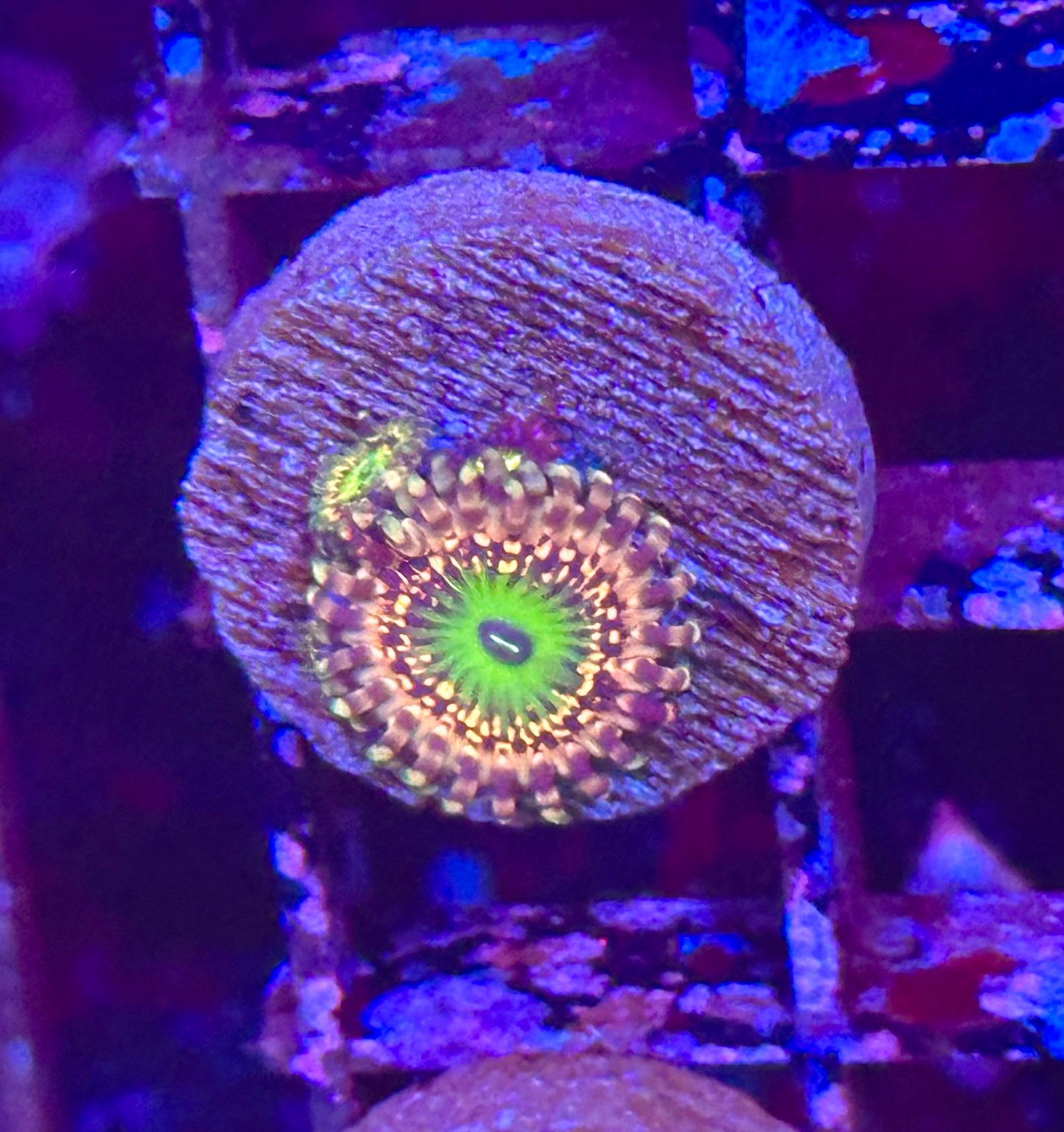 VampKrak Zoa / Zoanthid