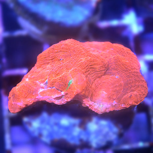 Bleeding Apple Bowerbanki 2