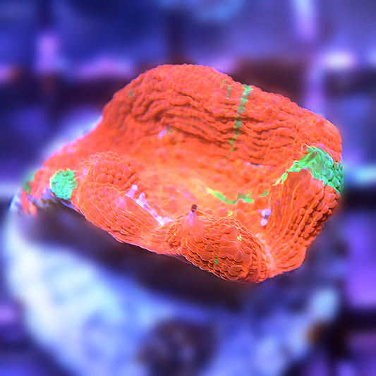 Bleeding Apple Bowerbanki