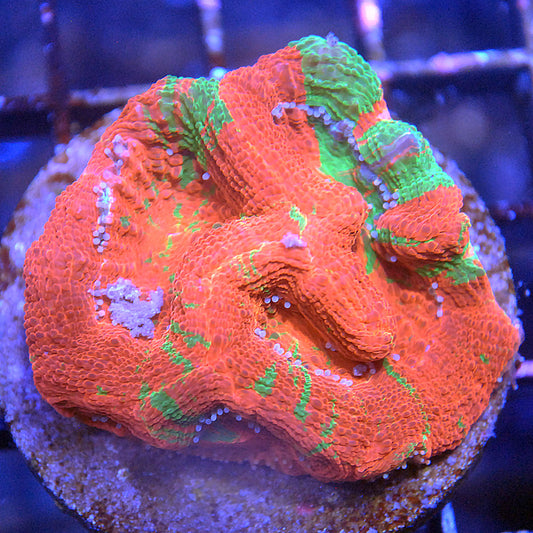 Bleeding Apple Bowerbanki Mini Colony