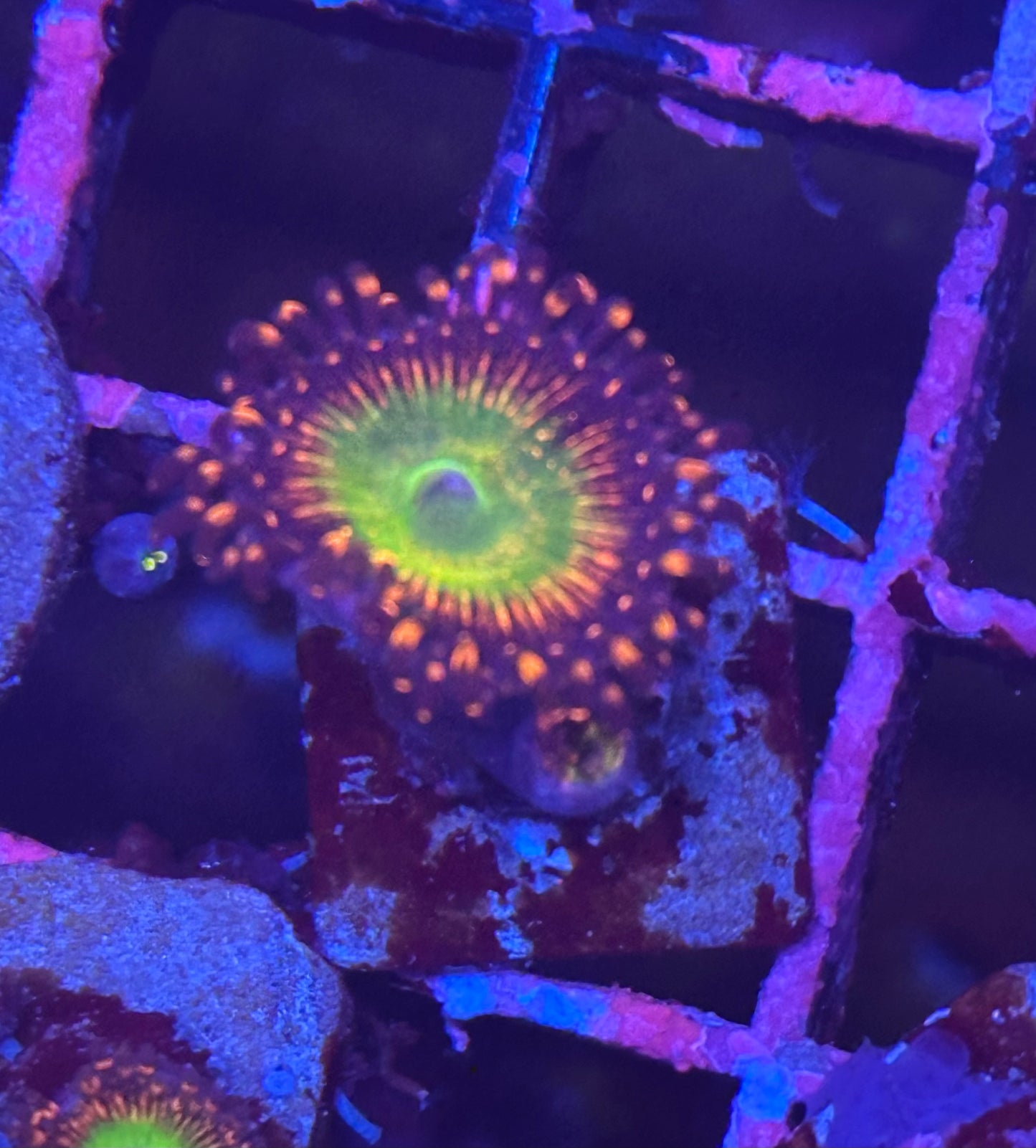 Candy Apple Red Zoa / Zoanthid