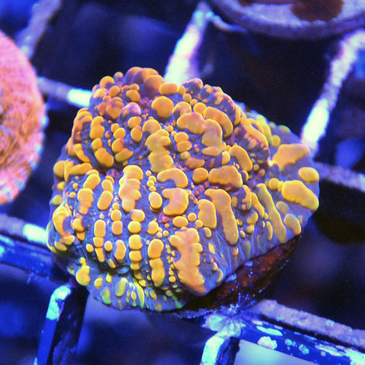 Cloudberry Chalice Coral