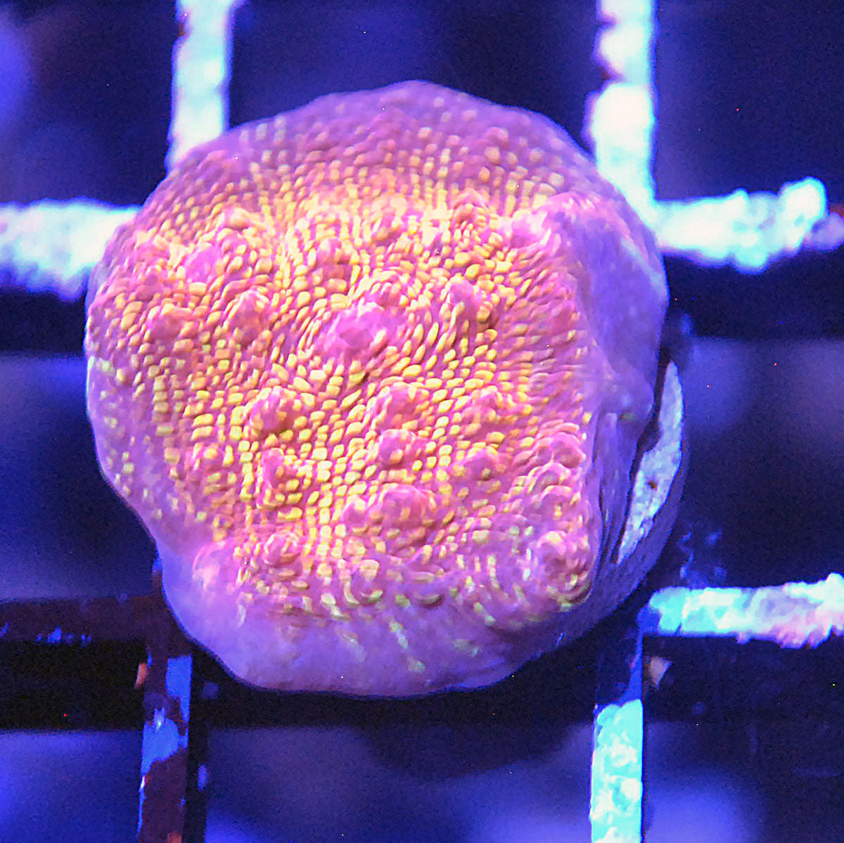 El Diablo Chalice Coral