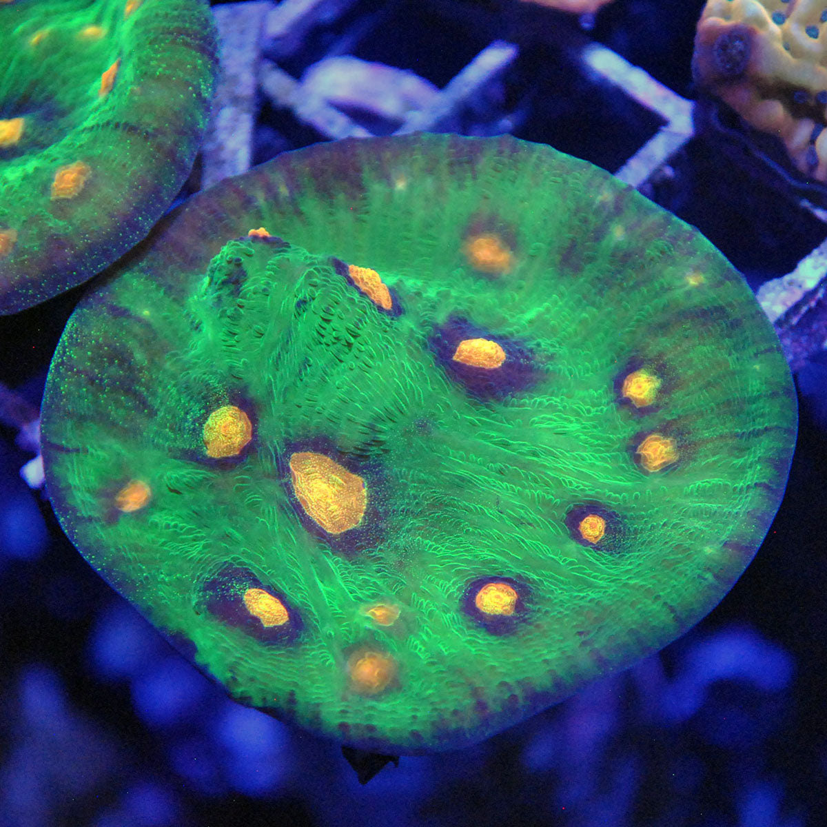 Raja Rampage Chalice Coral