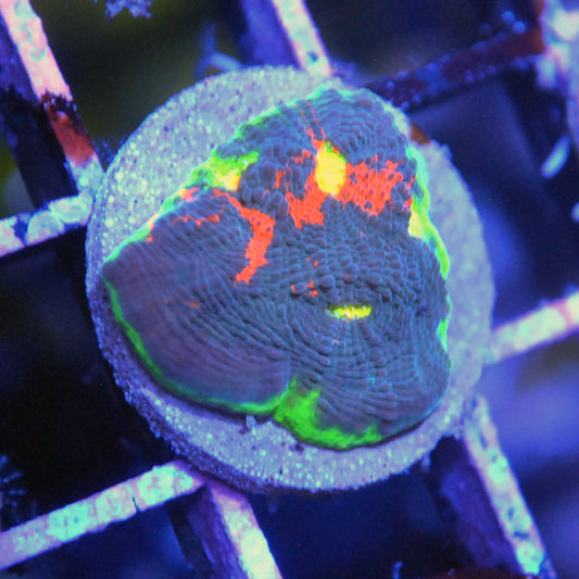 Crazy Clown Rainbow Chalice