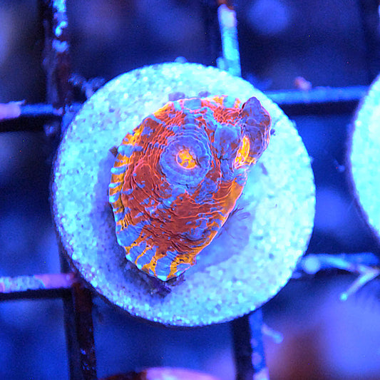 BPC Flamethrower Rainbow Chalice