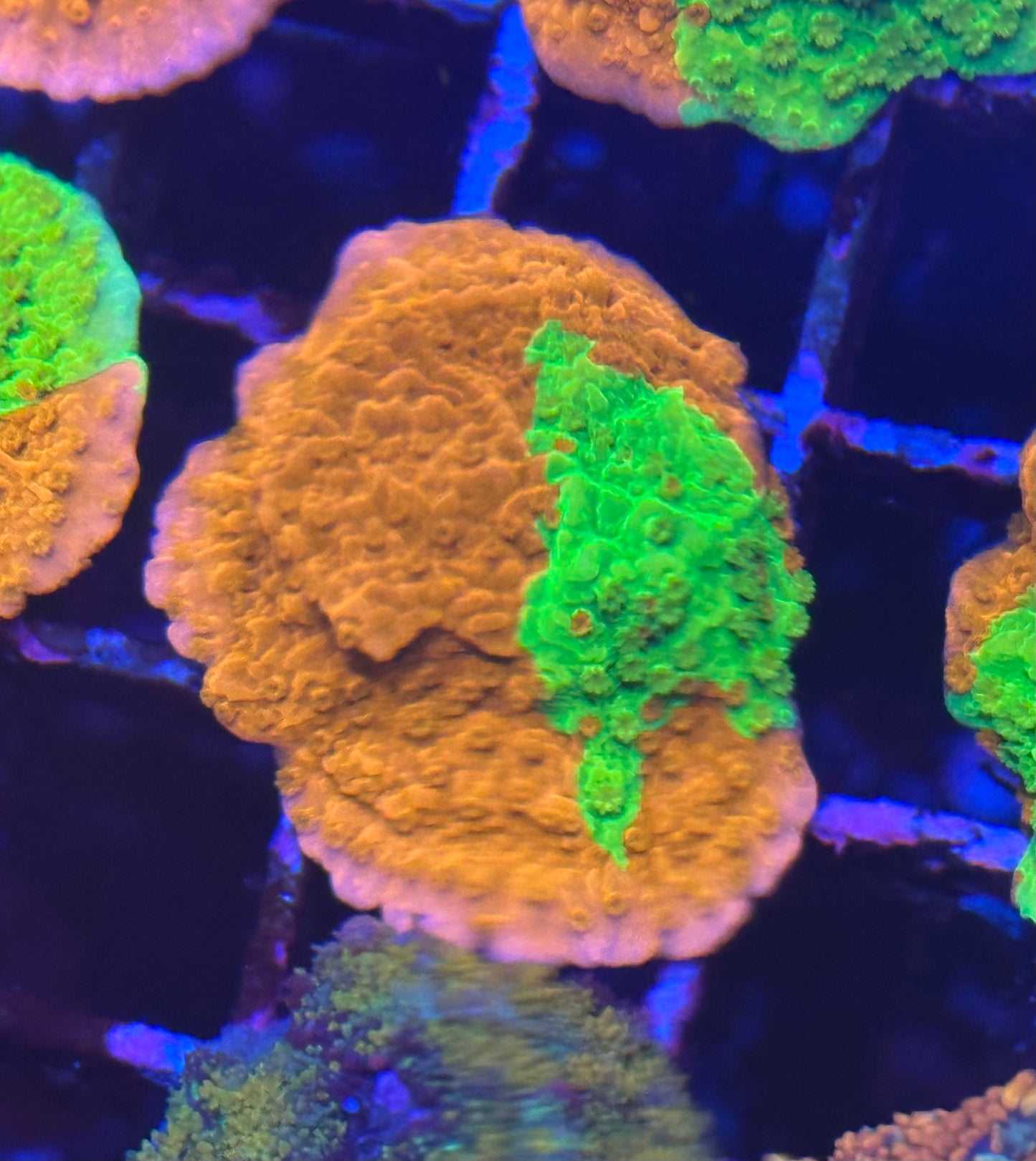 Grafted Montipora