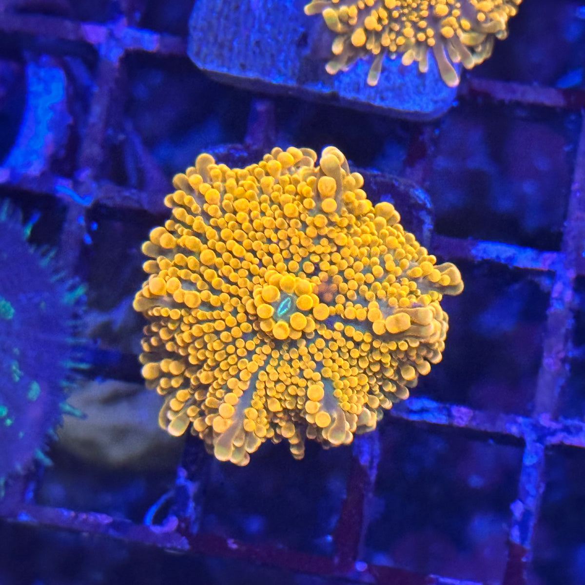 Orange Yuma Mushroom