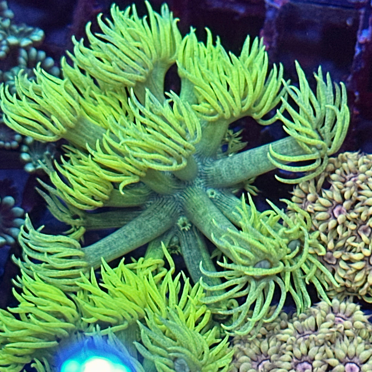 Goniopora / Goni - Yellow