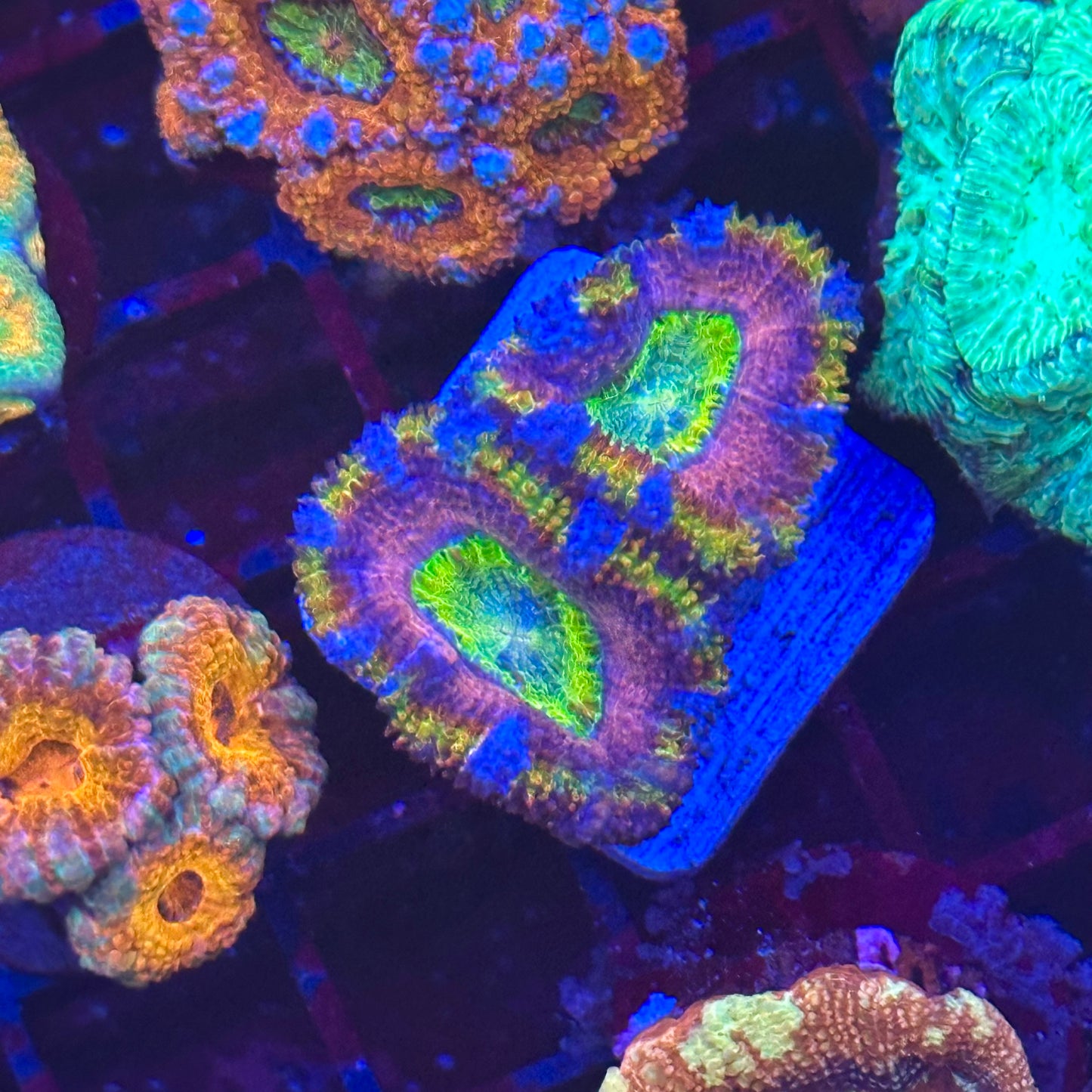 Islander Corals Circus Acan
