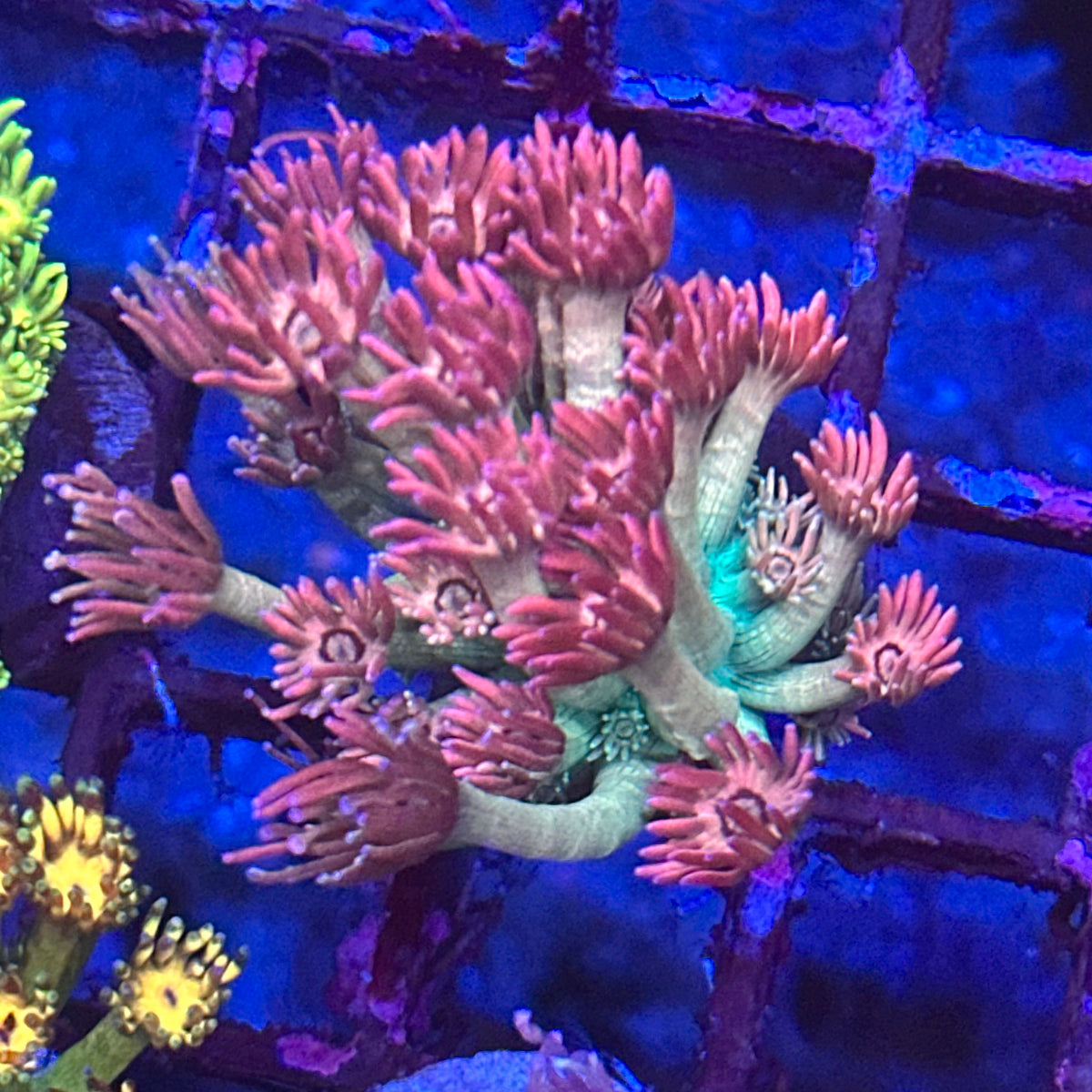 Goniopora / Goni - Islander Corals Wrecking Ball