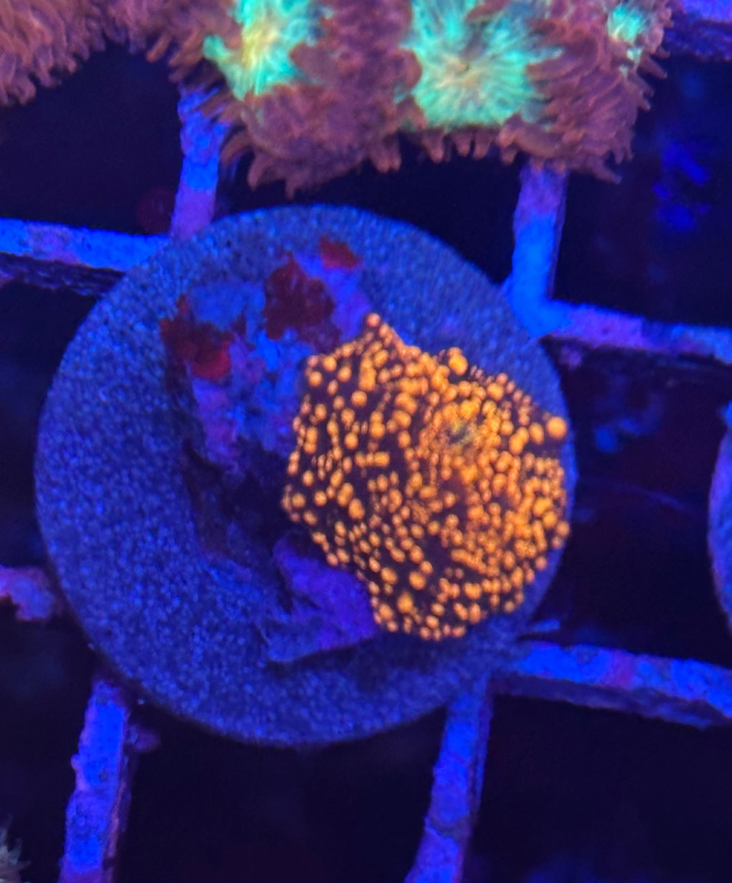 Instellar Discosoma Mushroom