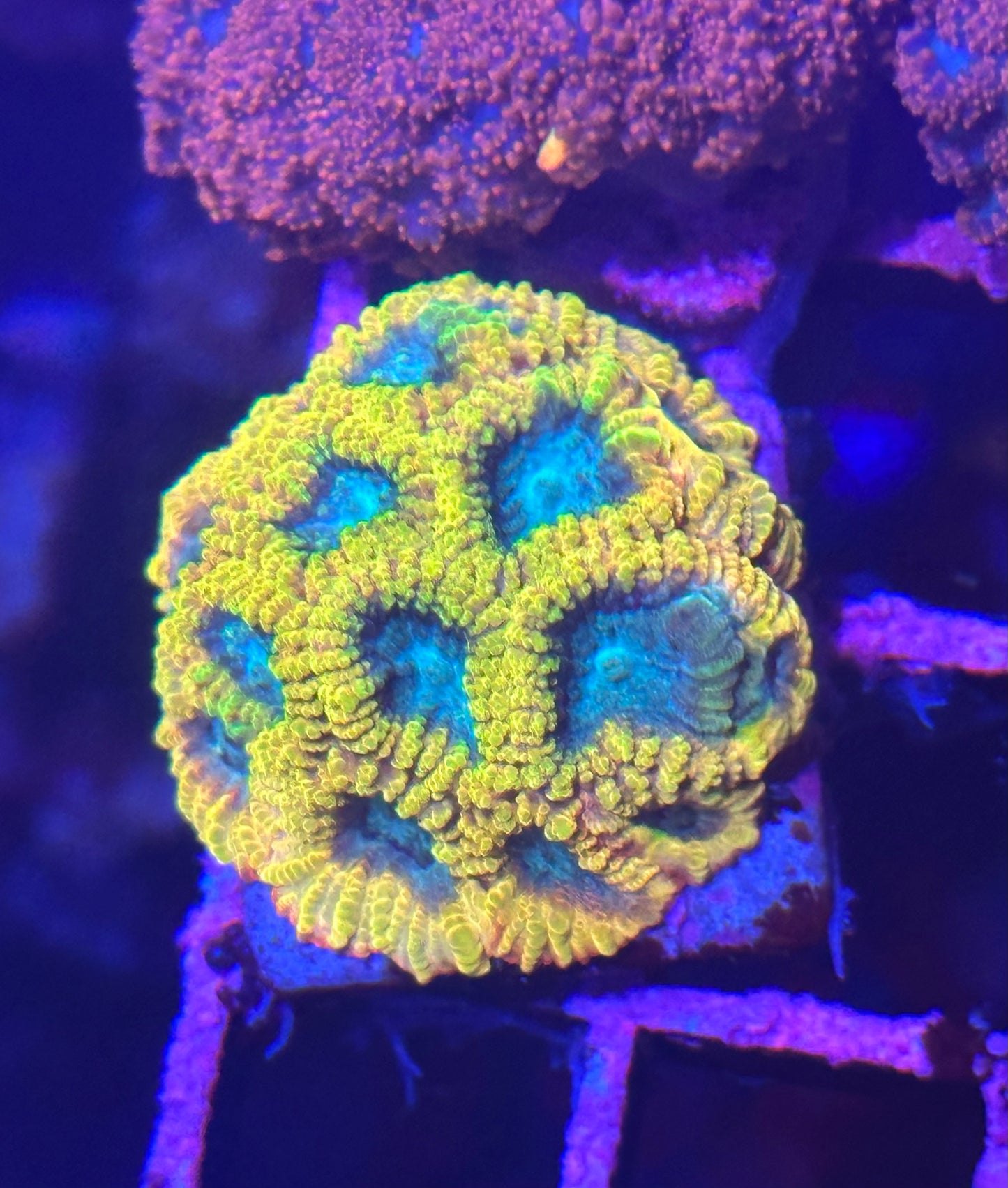 Favia - Favia of the Gods