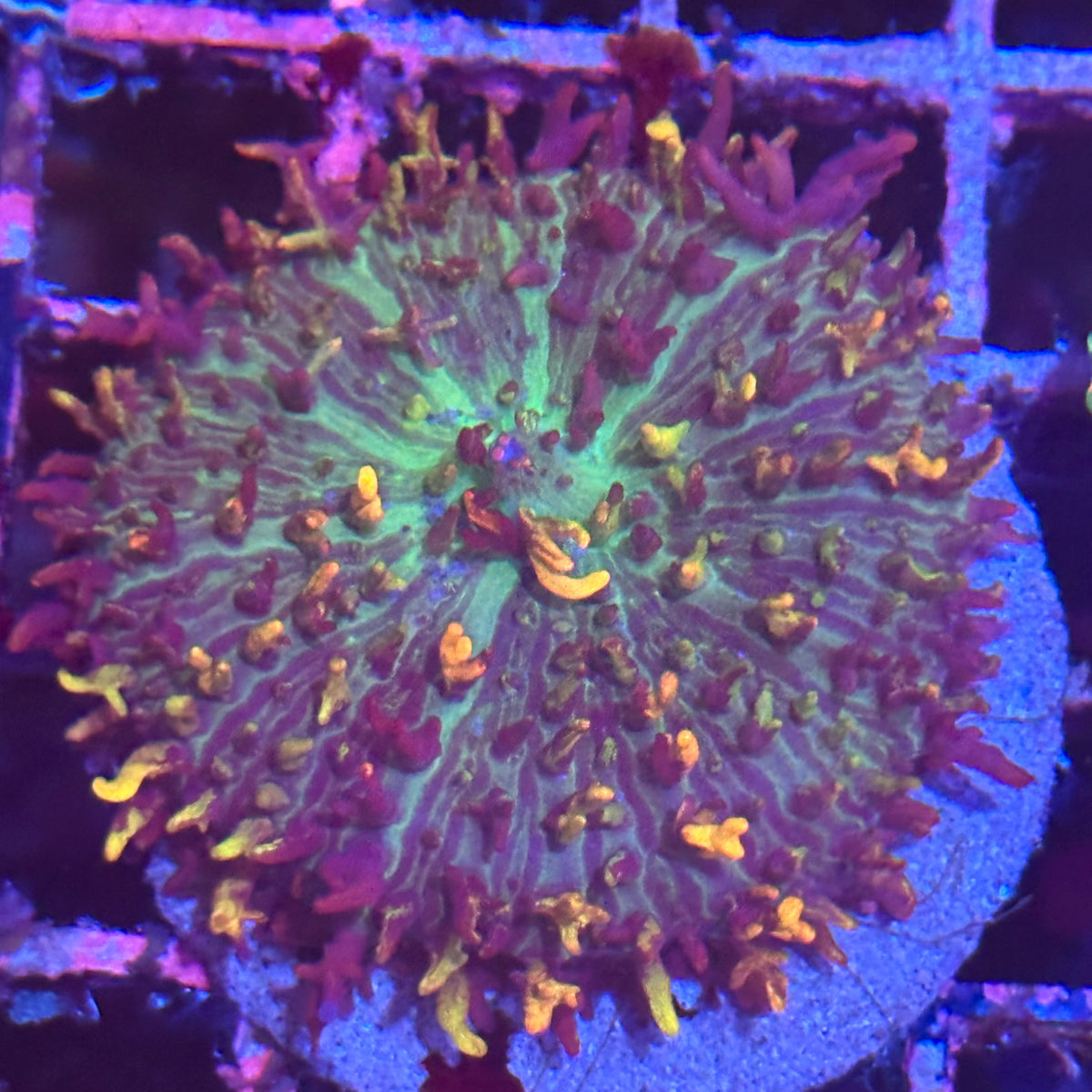 Magic Carpet Bounce Mushroom