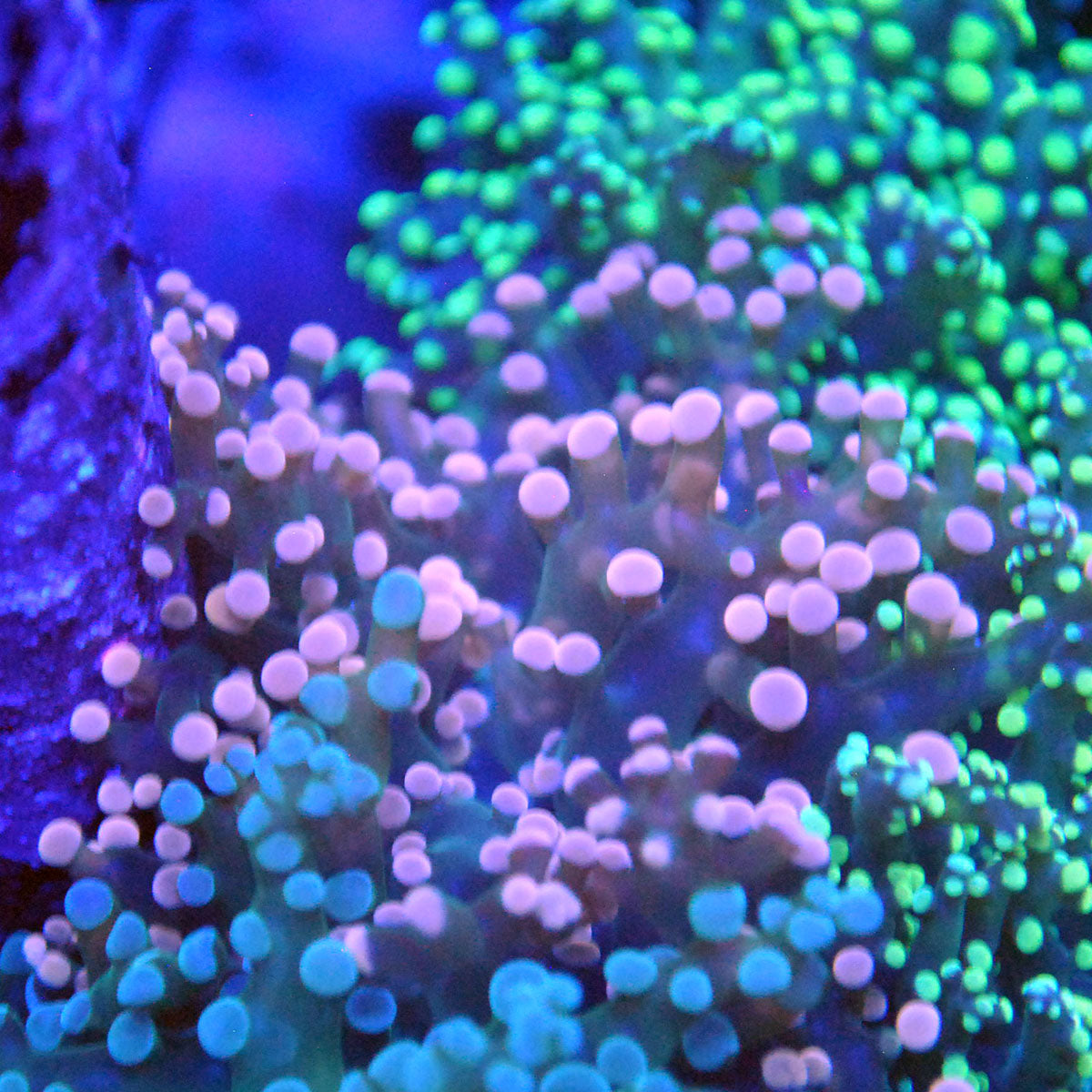 Frogspawn Coral - Pink