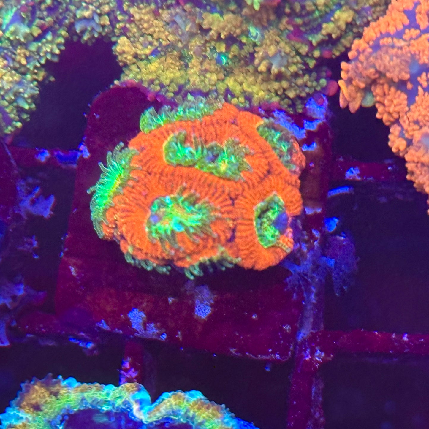 Islander Corals Rainbow Micromussa