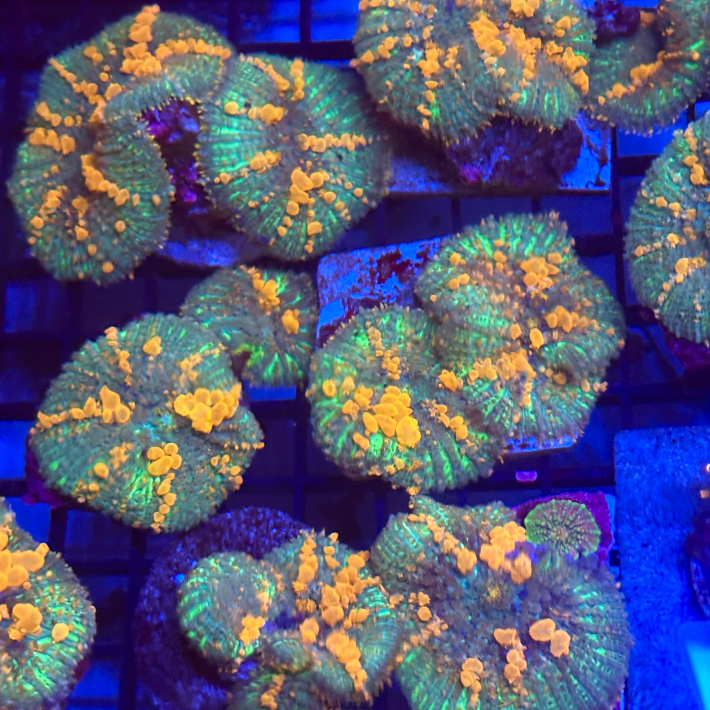 Sunkist Bounce Mushroom