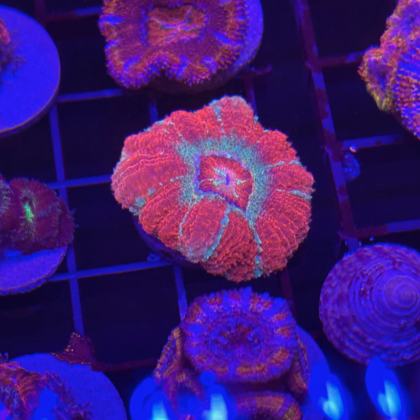 Islander Corals Mr. Wonderful Rainbow Acan