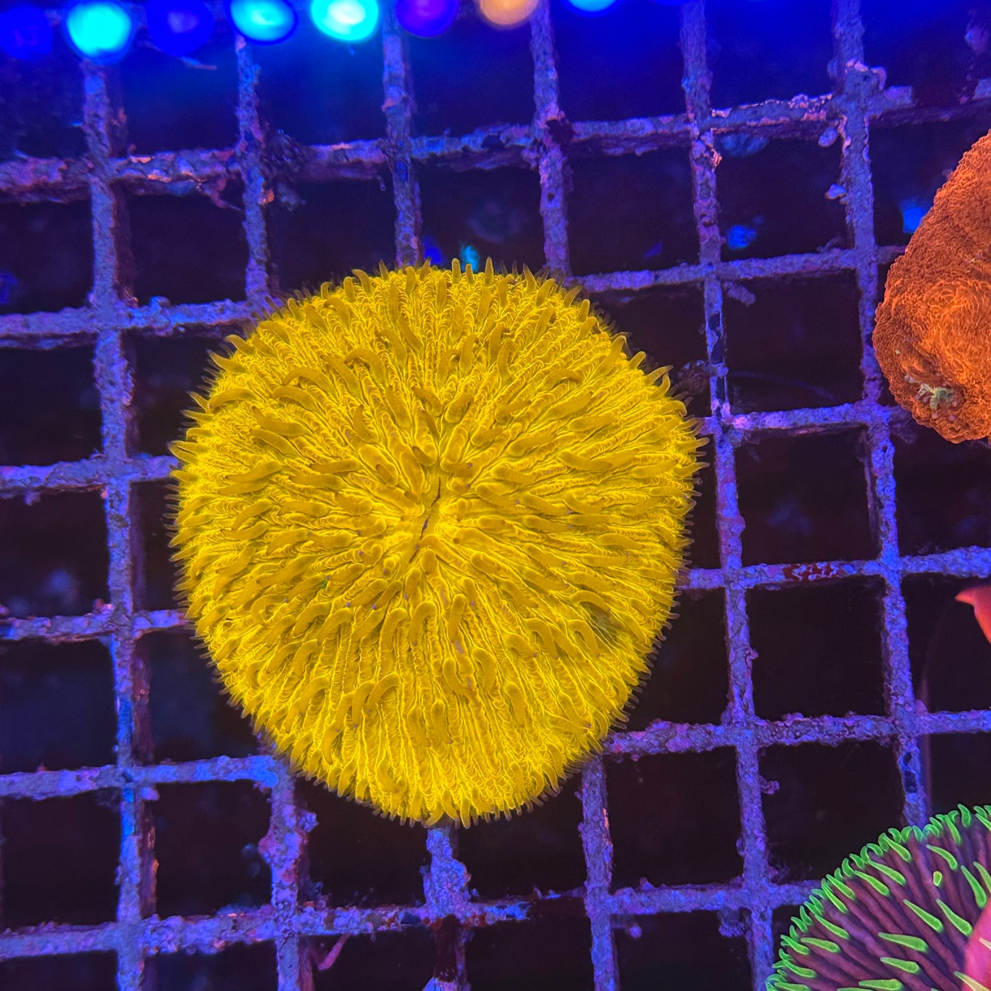 Yellow Fungia Plate Coral