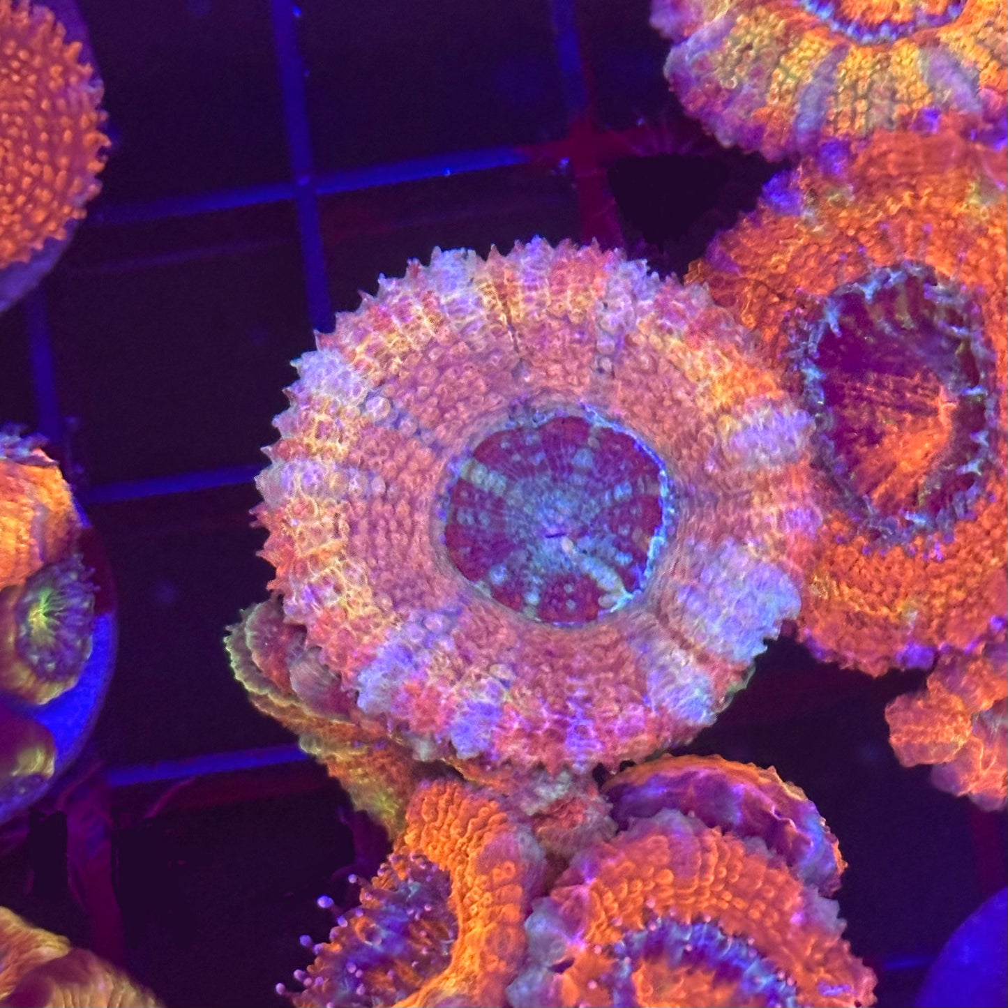 Islander Corals Striptease Acan