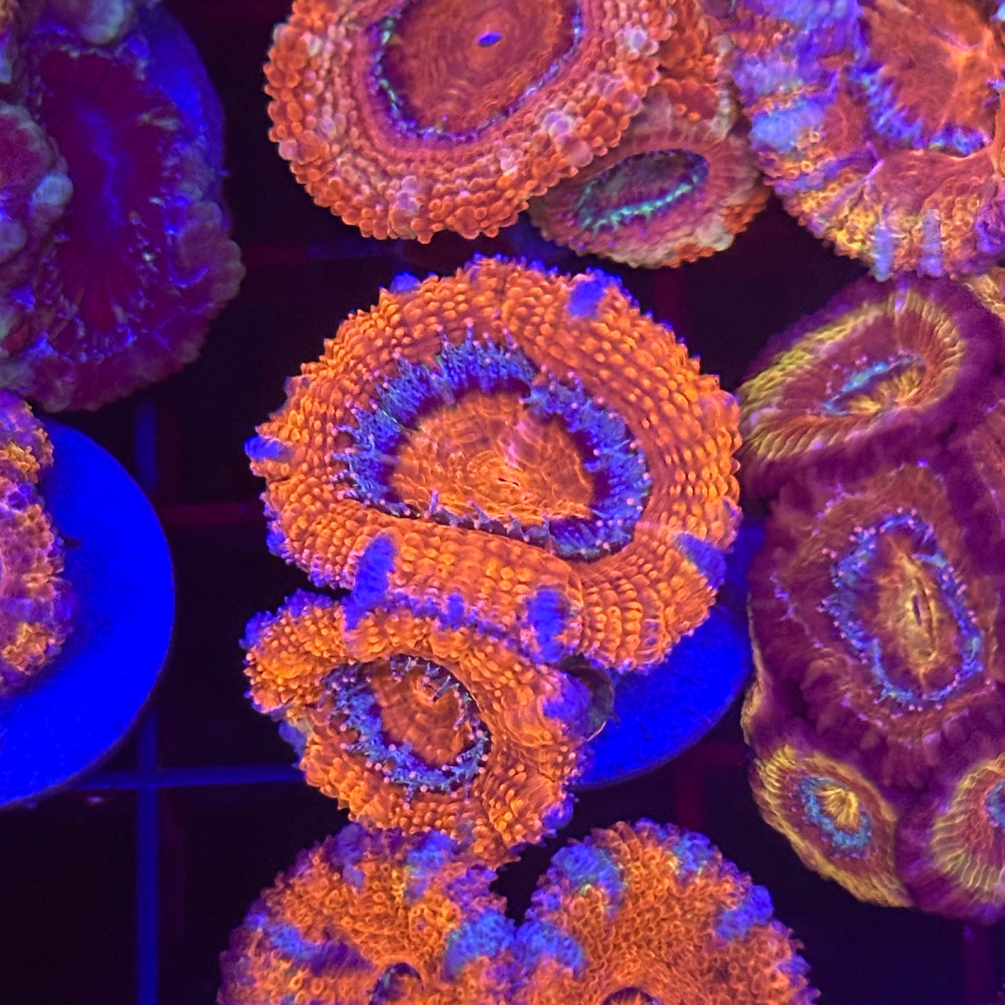 Islander Corals Spiderman Acan