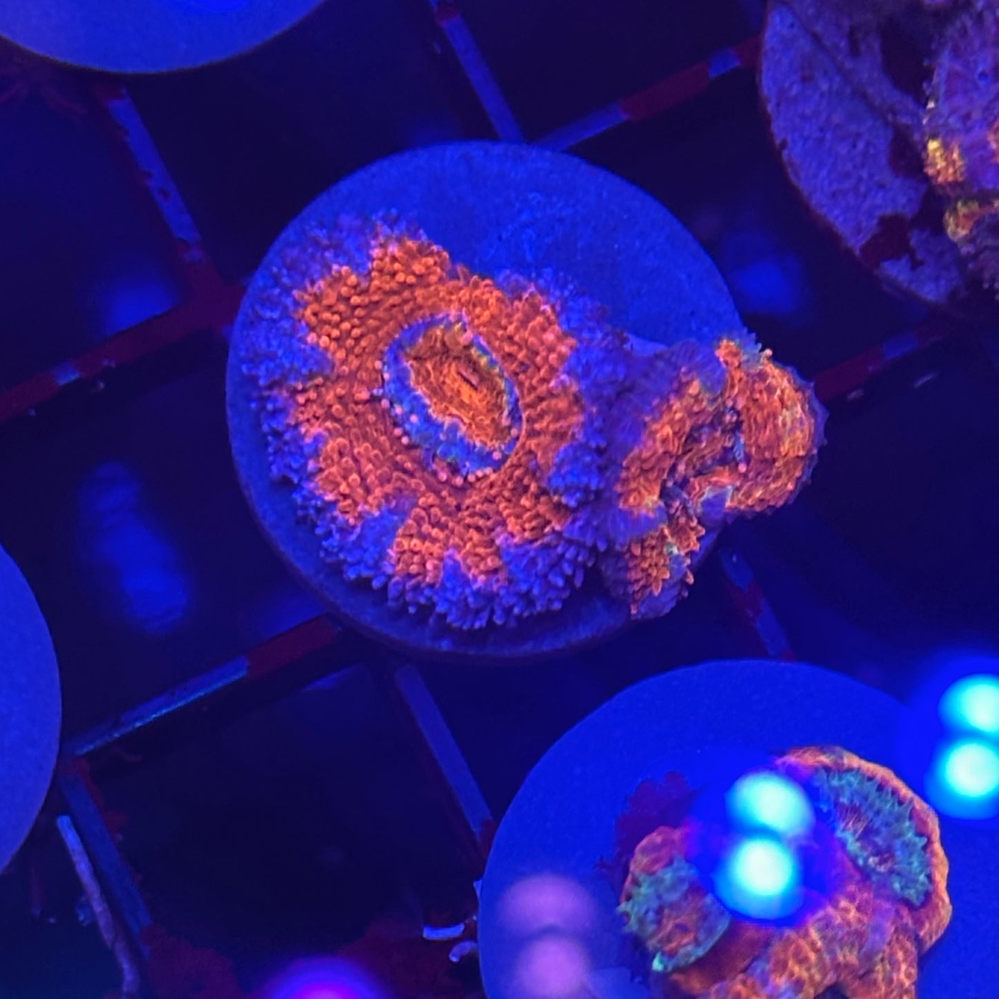 Islander Corals Spiderman Acan