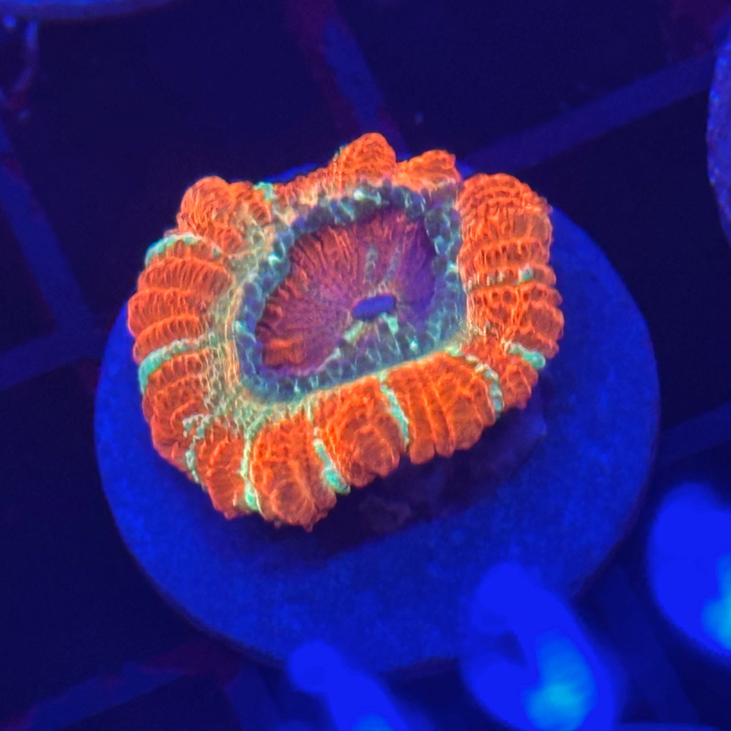 Islander Corals Mr. Wonderful Rainbow Acan
